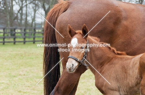 thoroughbred foal