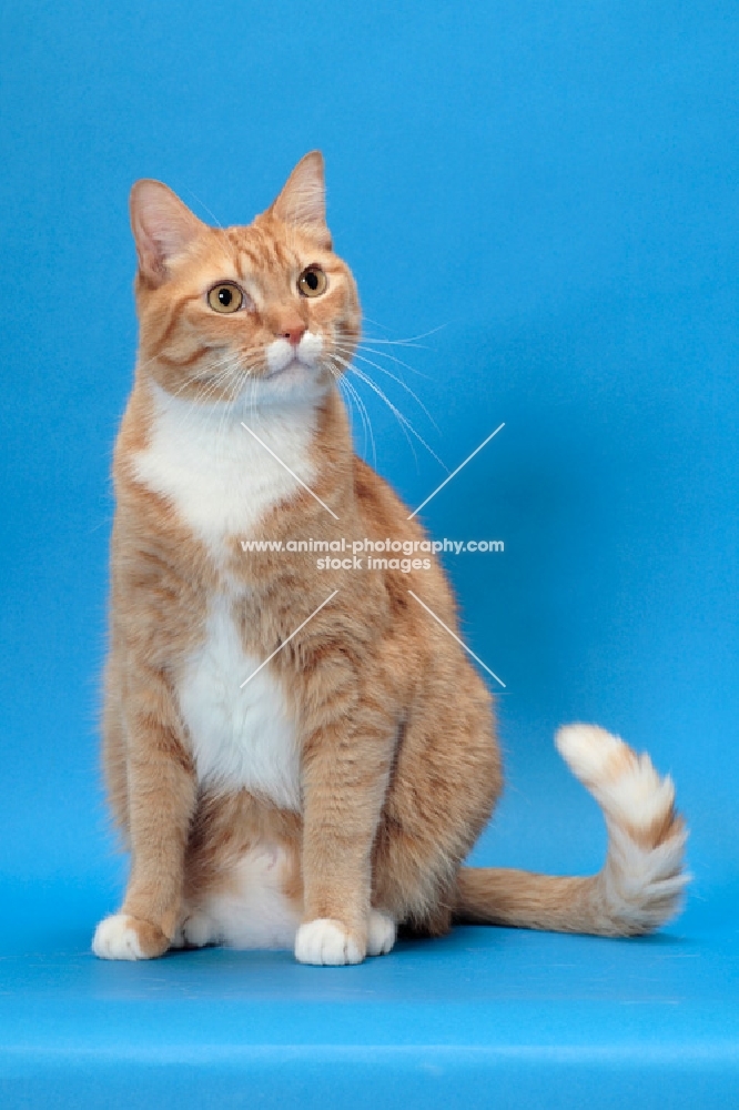 Red Mackerel Tabby & White Cat, looking away