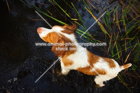 Brittany Spaniel top view