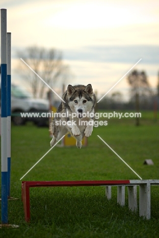 alaskan malamute mix jumping, all legs in the air