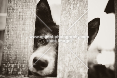 Husky Crossbreed, behind fence