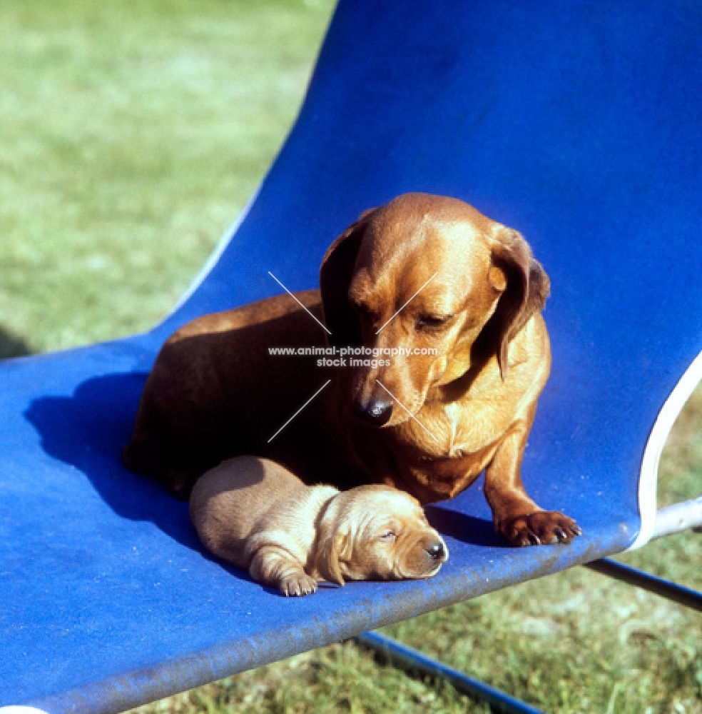 minature smooth-haired dachshunds with puppy on sun lounger