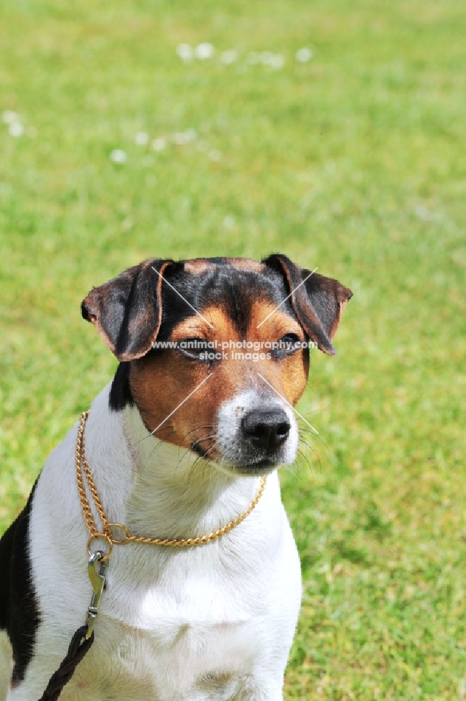 danish swedish farmdog on leash