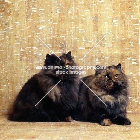 tortoiseshell cats, champion comari persian garden tortoiseshell cat, left, champion comari blondie, right