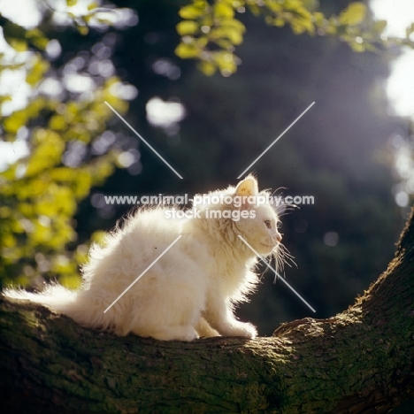 orange eyed kitten on a branch, backlit, 