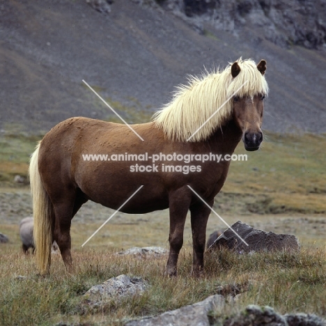 Iceland Horse with fine hair cut among volcanic rocks near Hofn 