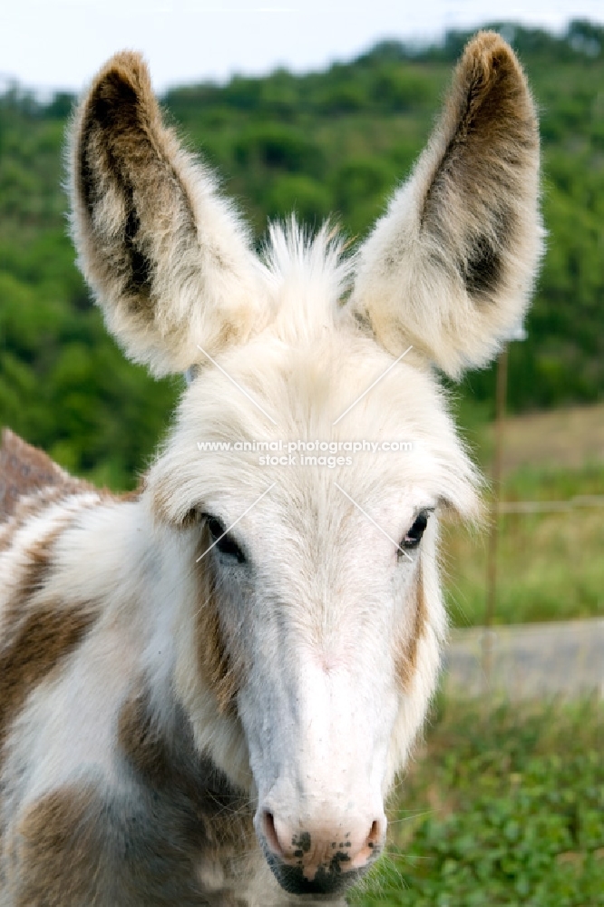 white donkey portrait