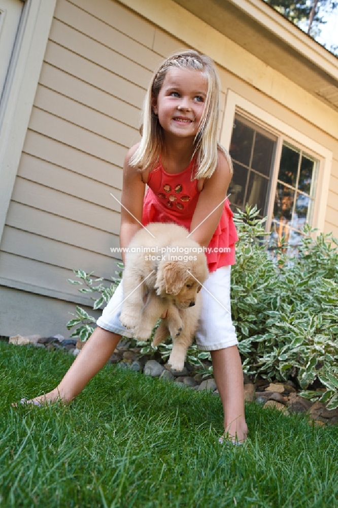 Golden Retriever puppy being carried by a girl