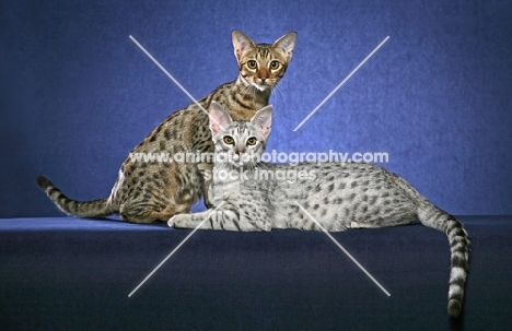 two Ocicats on blue background