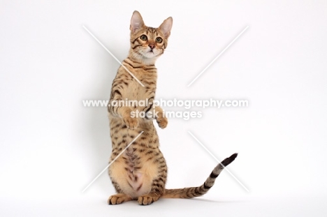 female Savannah cat on white background, standing on hind legs