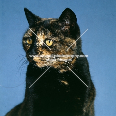 tortoiseshell non pedigree cat, head study