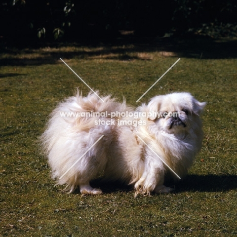 young pekingese