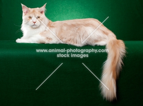 Maine Coon cat on green background
