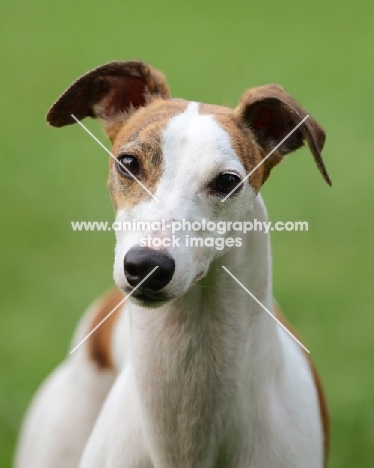 Whippet portrait