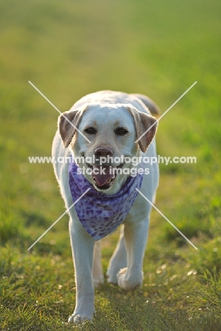 yellow labrador wearing a bandana walking in a field