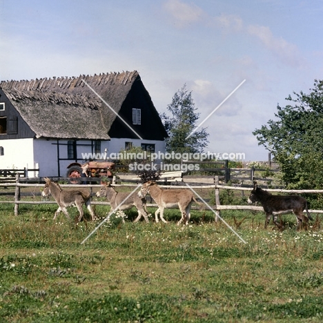 donkeys on a farm in sweden