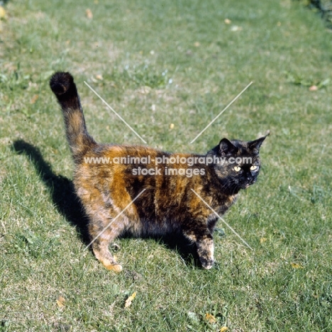 ch kita's dandelion, tortoiseshell short hair cat