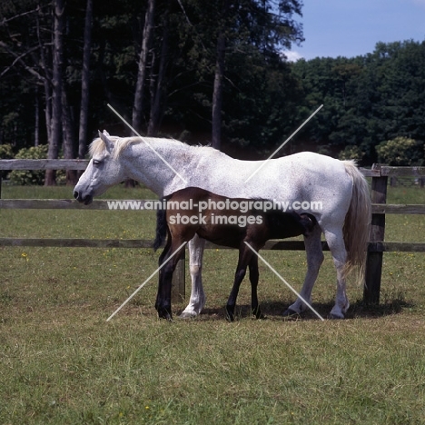 Connemara mare with foal suckling