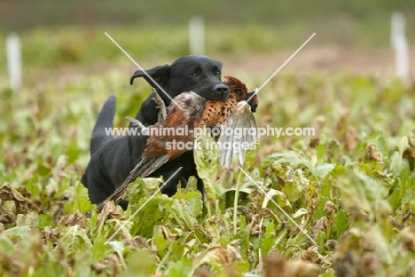 Labrador Retriever with bird