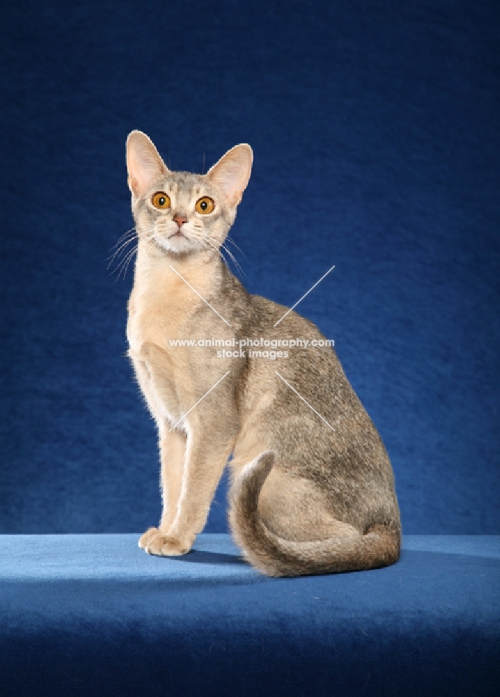 Blue Torbie Abyssinian female sitting left, tail curled, looking at camera against blue background.