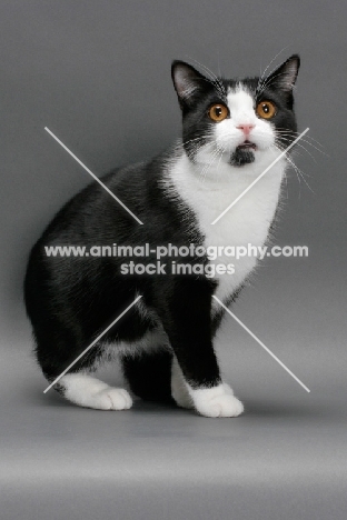 black and white Manx cat on grey background