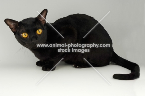 bombay cat crouching