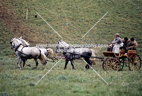 cirencester park, gieves carriage driving marathon ‘75