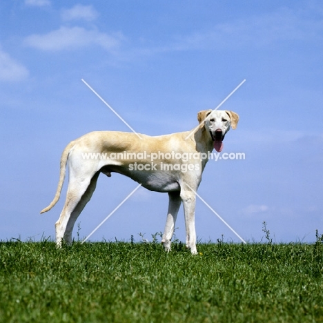 sloughi standing on grass