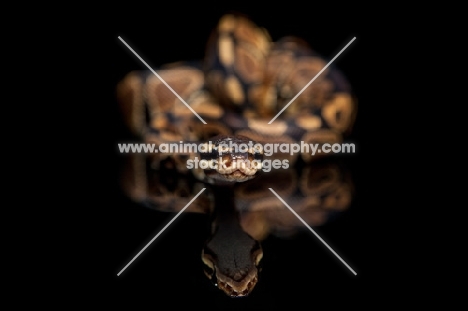 Royal Python on black background, looking into camera