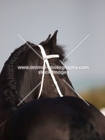 Friesian, back view