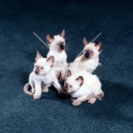 three seal point siamese kittens and one chocolate point