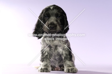 english cocker spaniel puppy sitting on a purple background