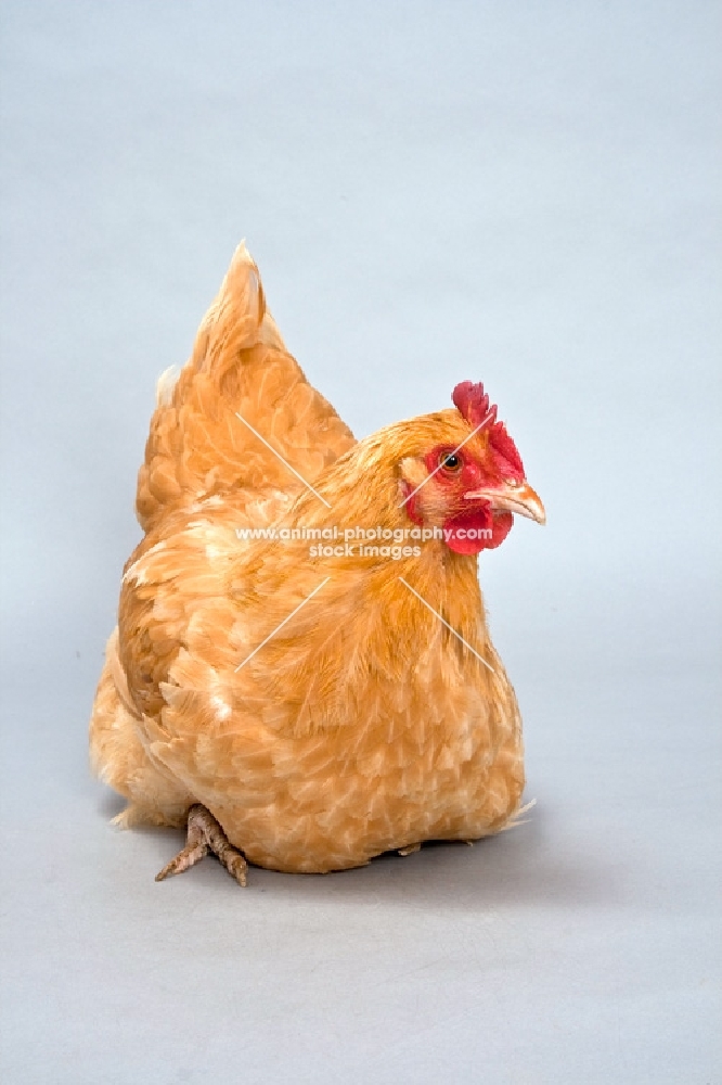 Sitting Buff Rock Hen