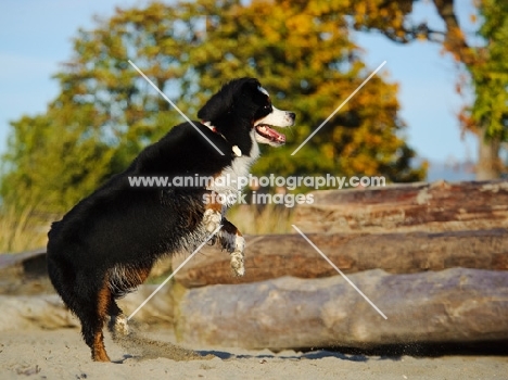 Bernese Mountain Dog jumping on log