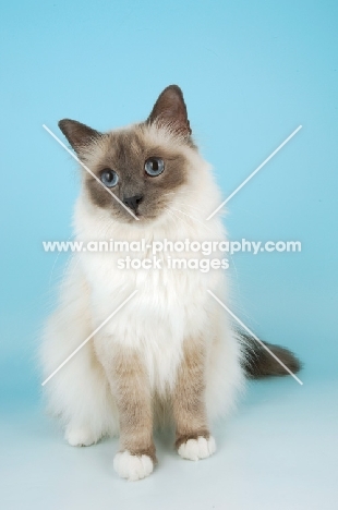 blue point Birman cat sitting in studio