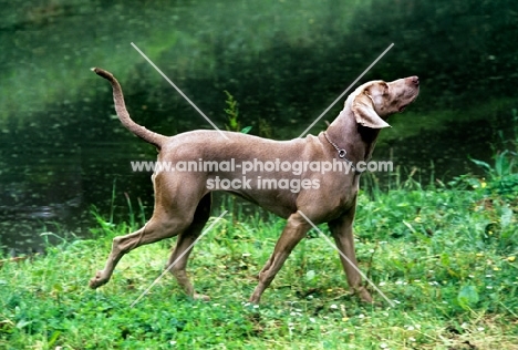 undocked weimaraner striding out, looking up