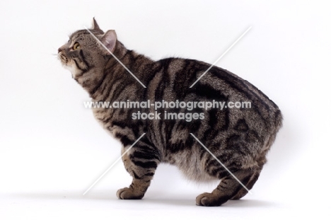 Brown Classic Tabby Manx cat, side view