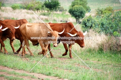 Afrikaner cattle