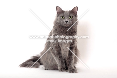 Nebelung cat on white background