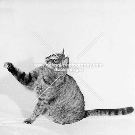 film star cat reaching out