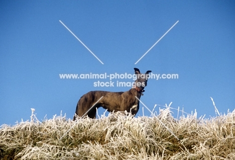 greyhound on a snowy hill