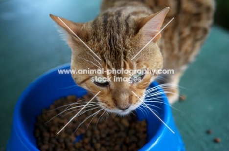 bengal cat eating cat food, champion Guru Nuvolari