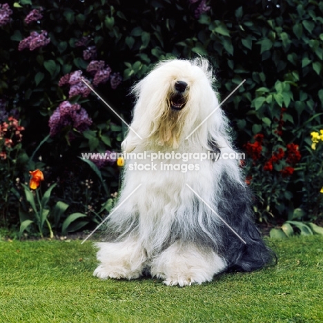  ch reculver little rascal (cuddles),  old english sheepdog sitting on grass in front of flowers