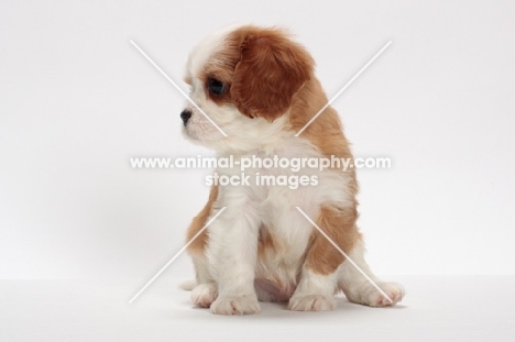 red and white Cavalier King Charles Spaniel, looking aside
