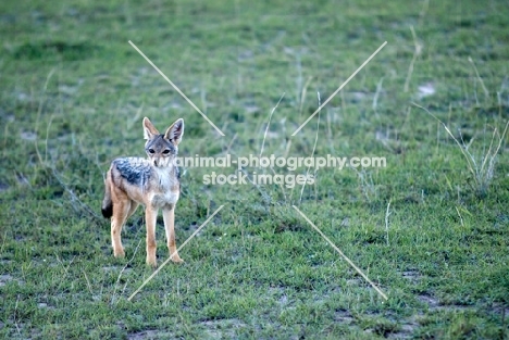 young Black backed Jackal in Kenya