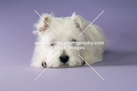 West Highland White puppy resting on purple background