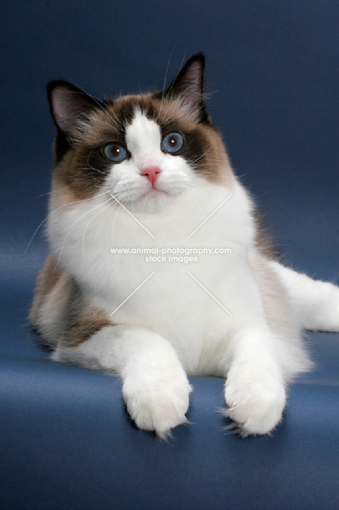 Seal Point Bi-Color Ragdoll, lying down on blue background, portrait format