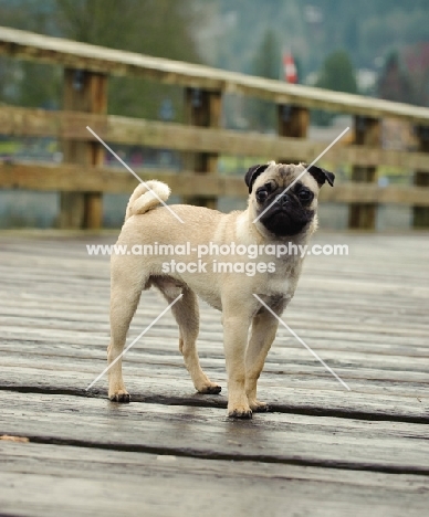 fawn Pug