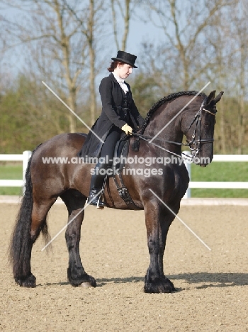 Friesian with rider