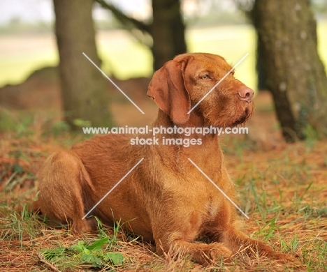 Hungarian Wirehaired Vizsla (aka Magyar Vizsla, Ungarisch Drahthaar) lying down